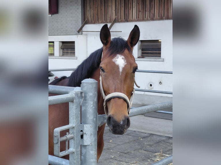 Schweizer Warmblut Stute 7 Jahre 168 cm Brauner in Langenthal