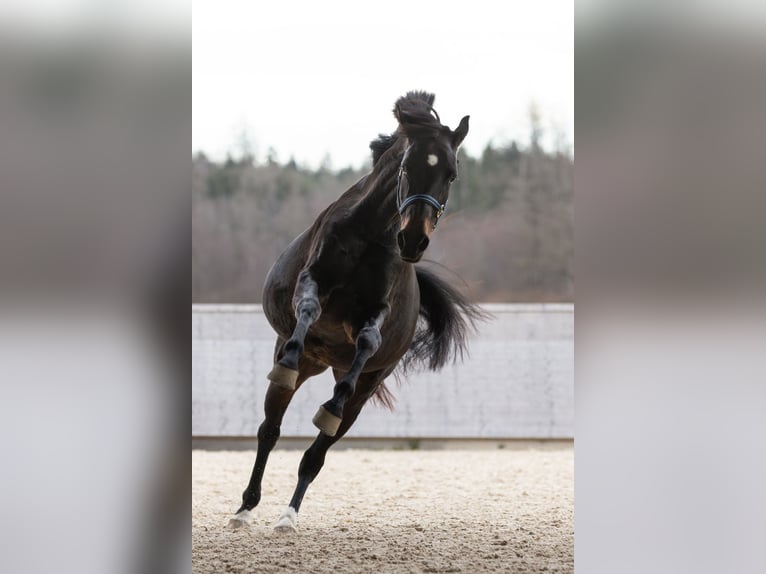 Schweizer Warmblut Stute 7 Jahre 170 cm Brauner in Rafz