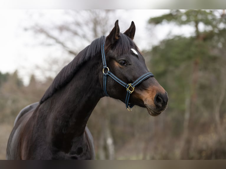 Schweizer Warmblut Stute 7 Jahre 170 cm Brauner in Rafz
