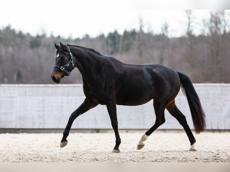 Schweizer Warmblut Stute 7 Jahre 170 cm Brauner in Rafz