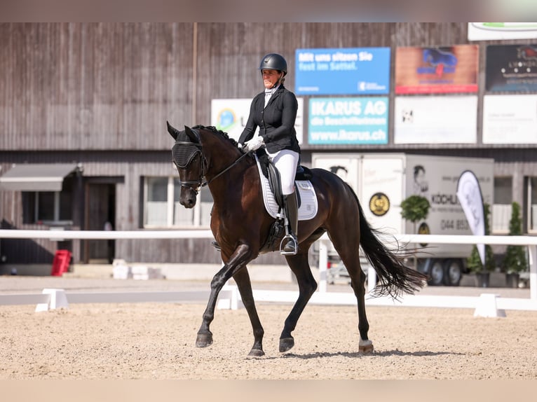 Schweizer Warmblut Stute 7 Jahre 175 cm Schwarzbrauner in Kallnach