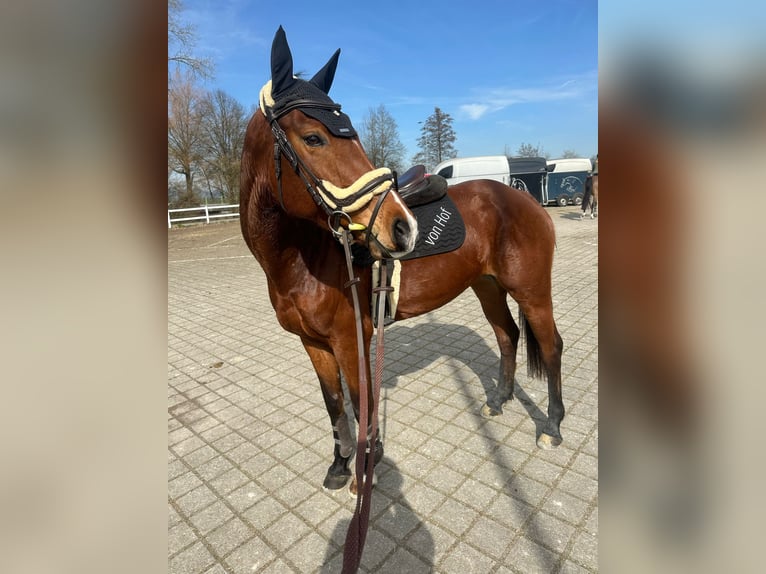 Schweizer Warmblut Stute 7 Jahre Brauner in Oberkirch LU