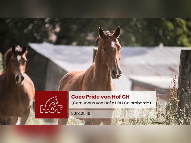 Schweizer Warmblut Stute 7 Jahre Brauner in Oberkirch LU