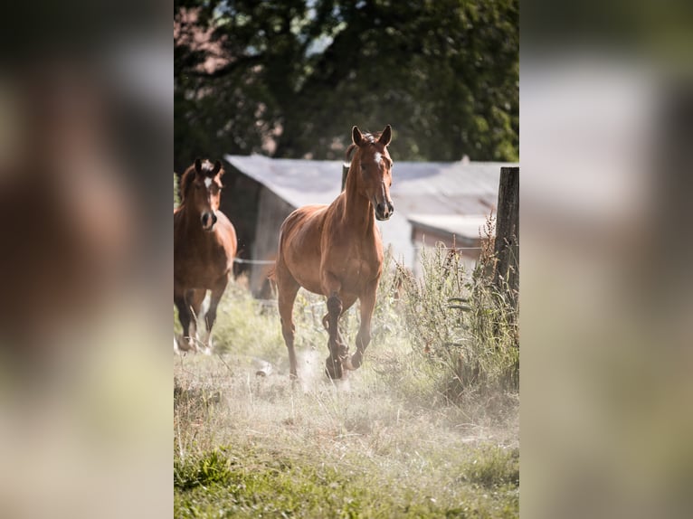 Schweizer Warmblut Stute 7 Jahre Brauner in Oberkirch LU