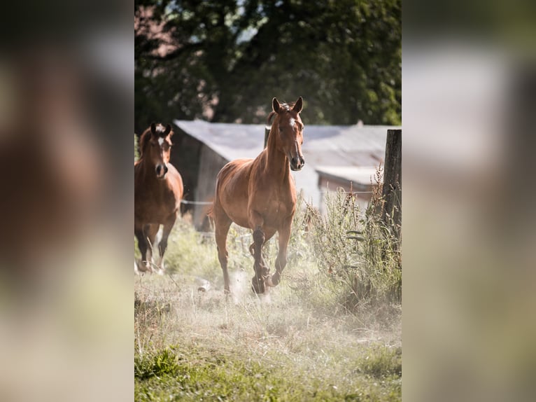 Schweizer Warmblut Stute 8 Jahre 162 cm Brauner in Oberkirch LU