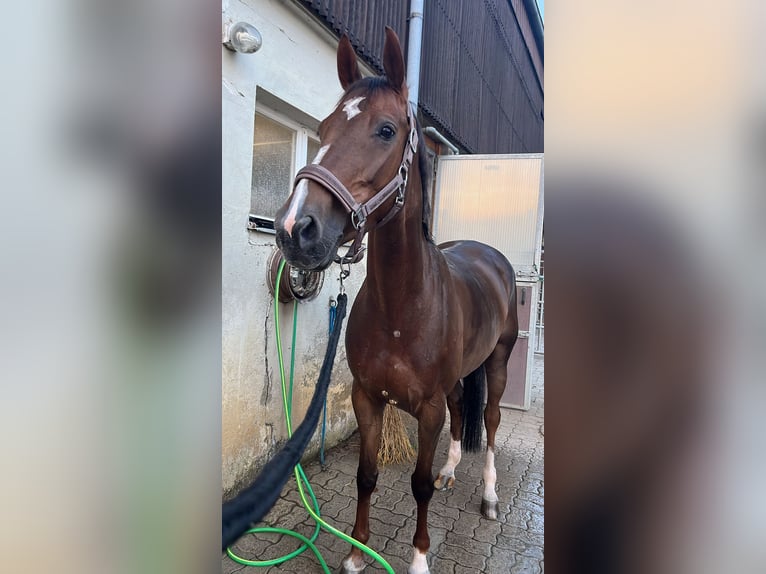 Schweizer Warmblut Stute 8 Jahre 162 cm Dunkelfuchs in Schaffhausen