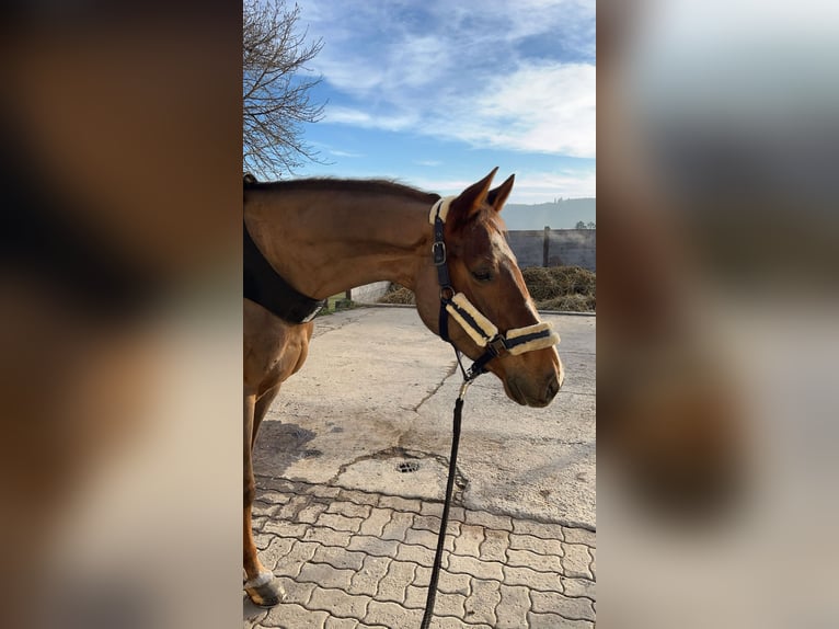 Schweizer Warmblut Stute 8 Jahre 162 cm Dunkelfuchs in Schaffhausen