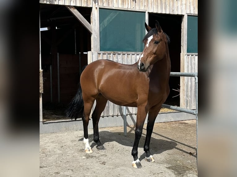 Schweizer Warmblut Stute 8 Jahre 165 cm Brauner in Steinhausen
