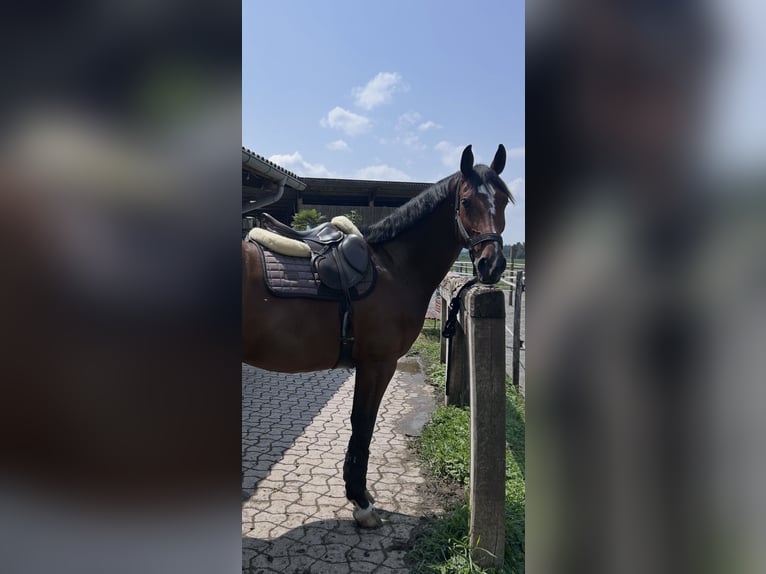Schweizer Warmblut Stute 8 Jahre 165 cm Brauner in Steinhausen