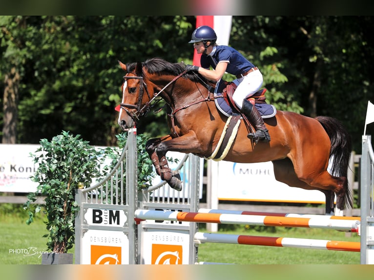 Schweizer Warmblut Stute 9 Jahre 163 cm Brauner in Vallamand