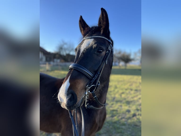 Schweizer Warmblut Stute 9 Jahre 165 cm Dunkelbrauner in Braunau