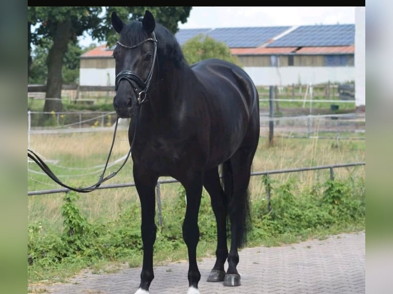 Schweizer Warmblut Stute 9 Jahre 166 cm Dunkelfuchs in K&#xF6;ln