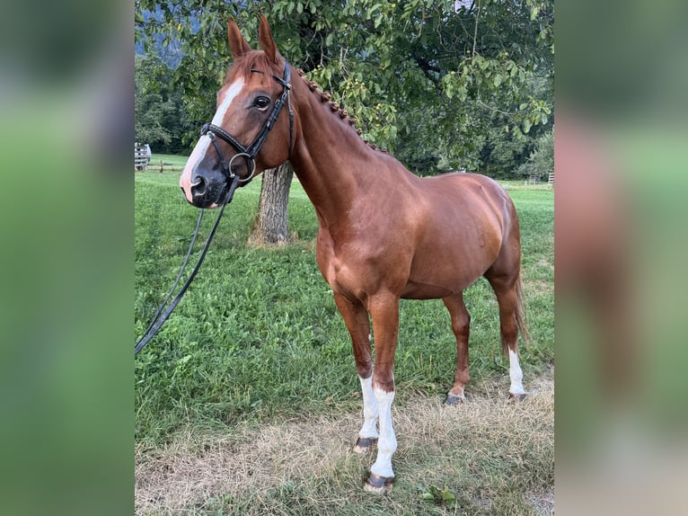 Schweizer Warmblut Stute 9 Jahre 168 cm Fuchs in Maienfeld