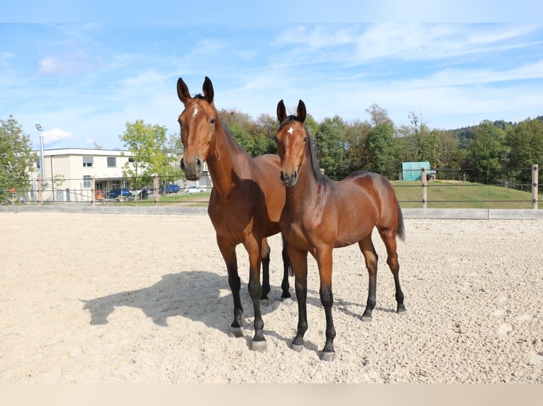 Schweizer Warmblut Stute 9 Jahre 170 cm Brauner in Wolhusen