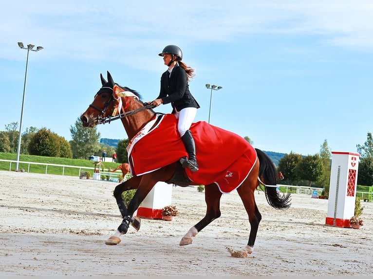 Schweizer Warmblut Stute 9 Jahre 172 cm Brauner in Zielebach