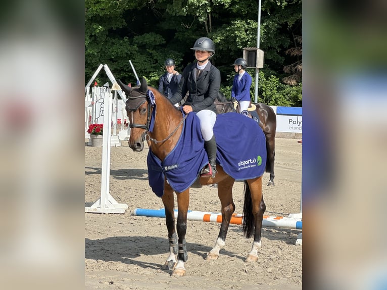 Schweizer Warmblut Stute 9 Jahre 172 cm Brauner in Zielebach