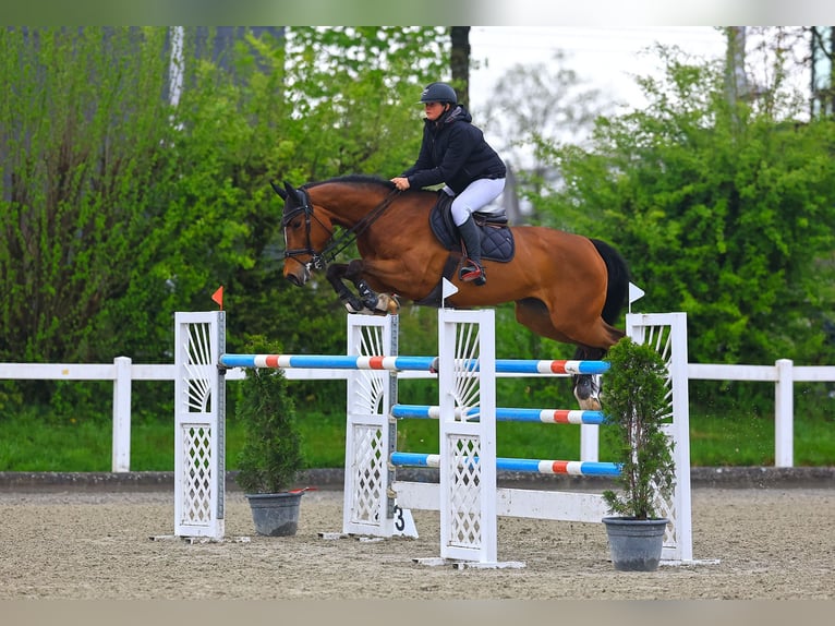 Schweizer Warmblut Stute 9 Jahre 172 cm Brauner in Zielebach