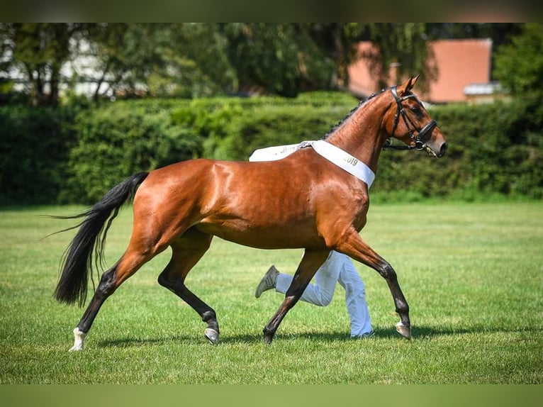 Schweizer Warmblut Stute 9 Jahre 172 cm Brauner in Trachslau