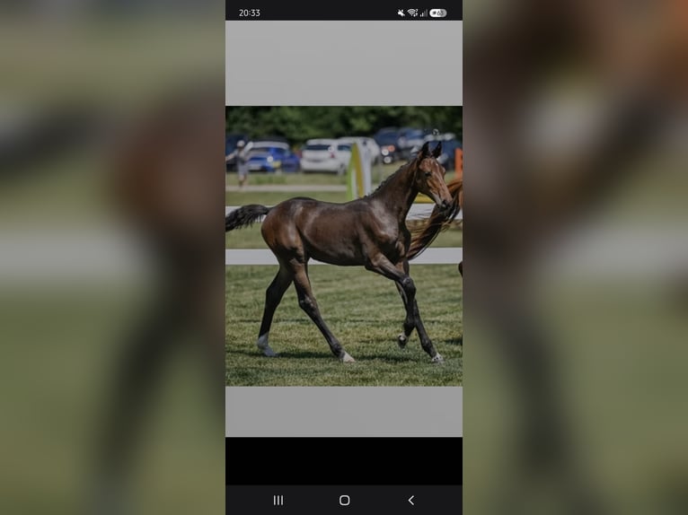 Schweizer Warmblut Stute Fohlen (03/2026) Brauner in Bertschikon (Gossau ZH)