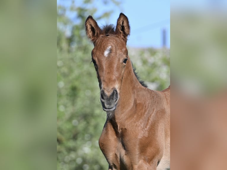 Schweizer Warmblut Stute Fohlen (04/2026) Brauner in Niederwangen