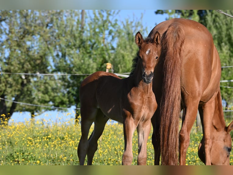 Schweizer Warmblut Stute Fohlen (04/2026) Brauner in Niederwangen