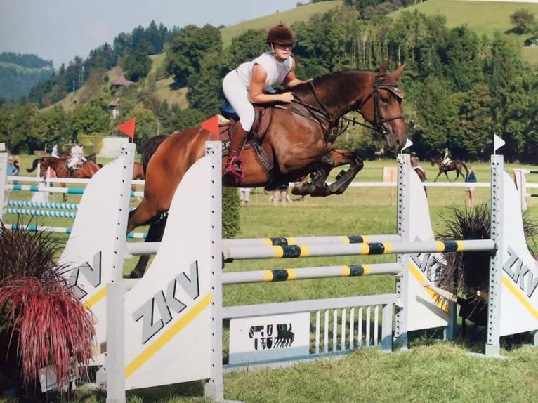Schweizer Warmblut Stute  Brauner in Kyburg-Buchegg