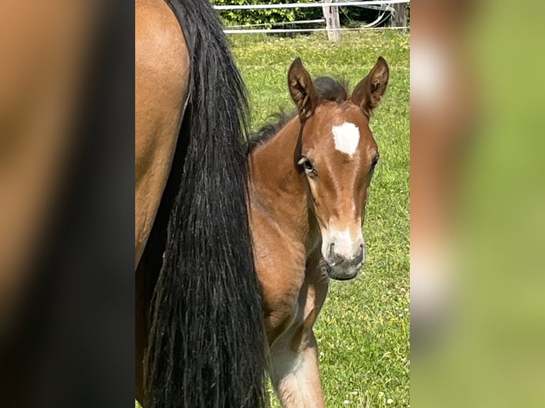 Schweizer Warmblut Stute  Brauner in Kyburg-Buchegg