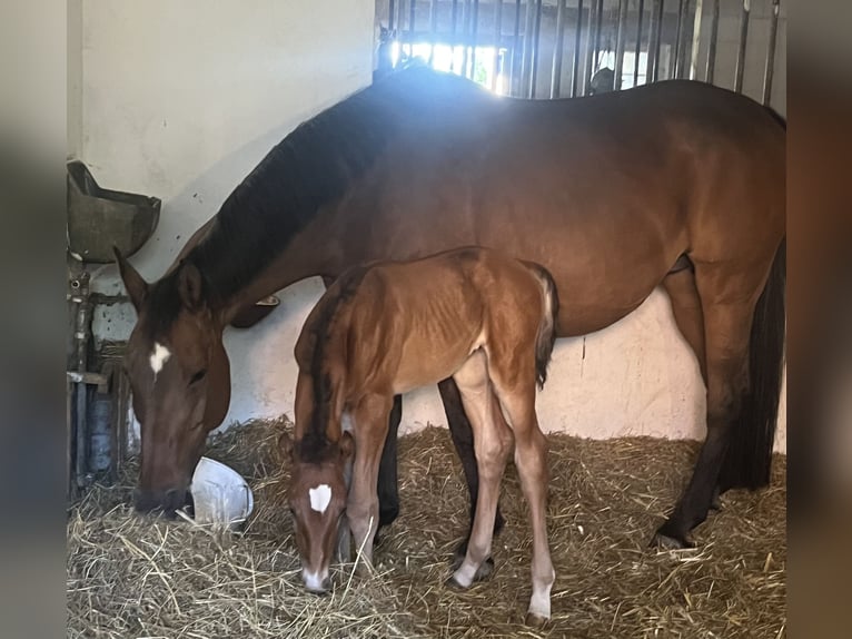 Schweizer Warmblut Stute  Brauner in Kyburg-Buchegg