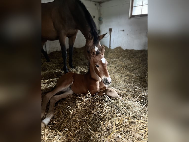 Schweizer Warmblut Stute  Brauner in Kyburg-Buchegg