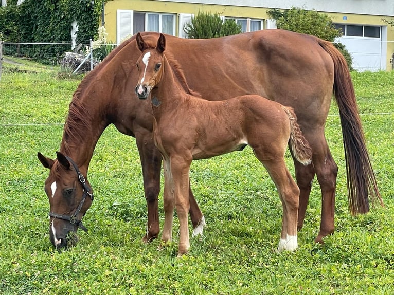 Schweizer Warmblut Stute Fohlen (06/2025) Fuchs in Mettmenstetten