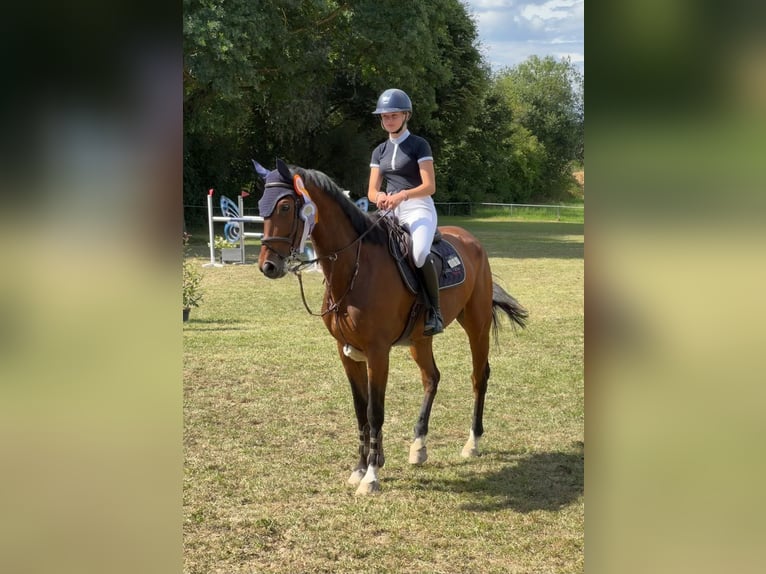 Schweizer Warmblut Wallach 10 Jahre 168 cm Brauner in Ulm