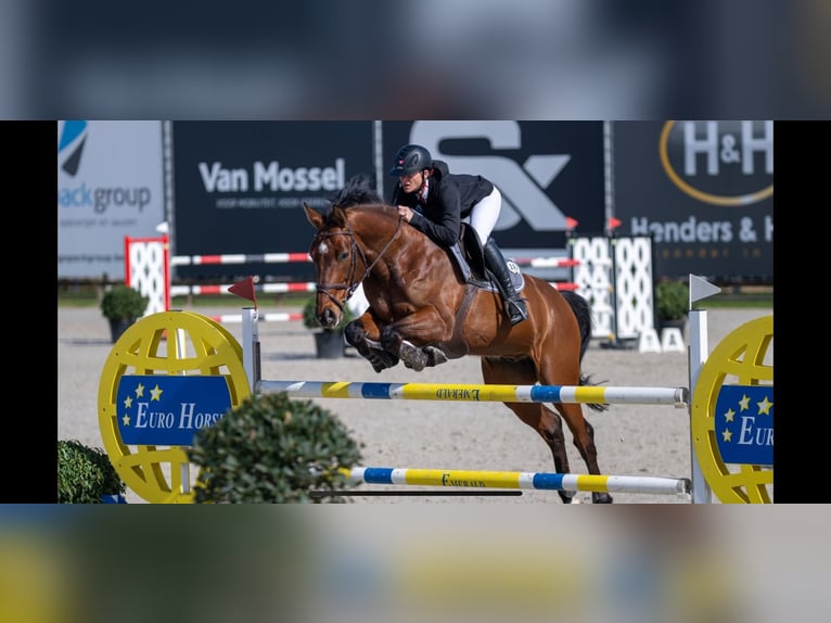 Schweizer Warmblut Wallach 10 Jahre 168 cm Brauner in Ersigen
