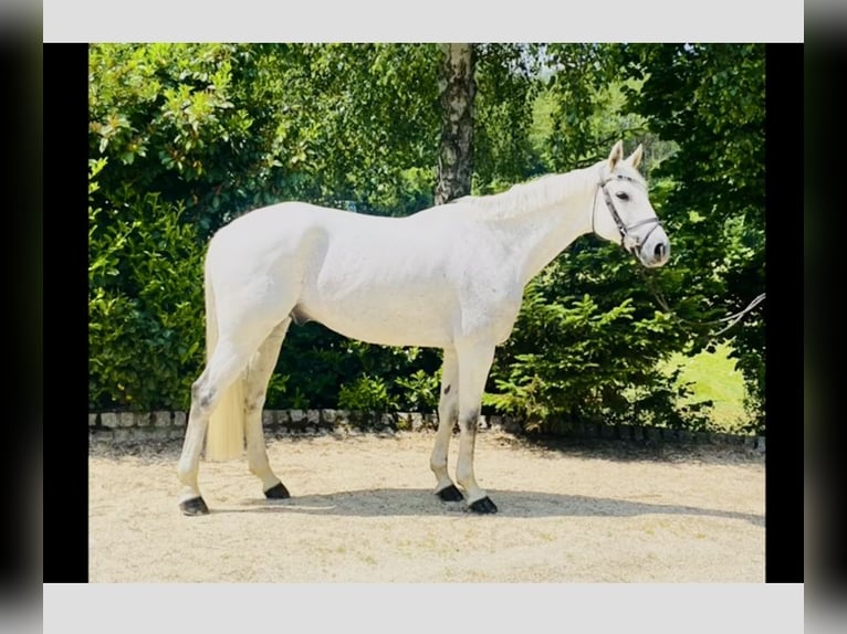 Schweizer Warmblut Wallach 10 Jahre 170 cm Schimmel in regau