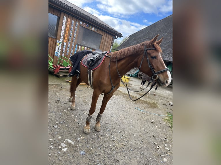 Schweizer Warmblut Wallach 10 Jahre 185 cm Fuchs in Spiegel b. Bern