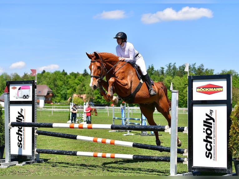 Schweizer Warmblut Wallach 10 Jahre 185 cm Fuchs in Spiegel b. Bern