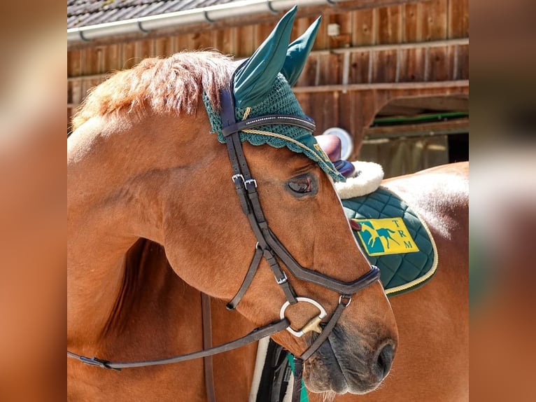 Schweizer Warmblut Wallach 10 Jahre Fuchs in Ettiswil