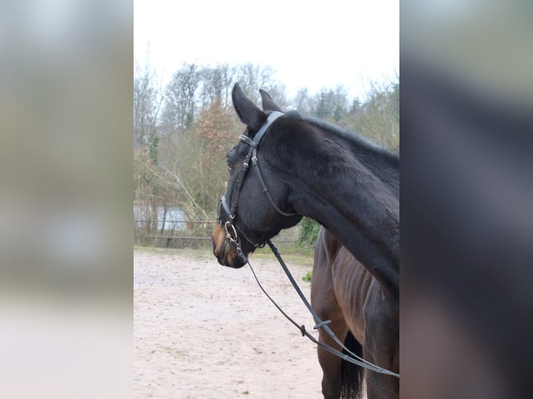 Schweizer Warmblut Wallach 11 Jahre 176 cm Schwarzbrauner in Sonnefeld