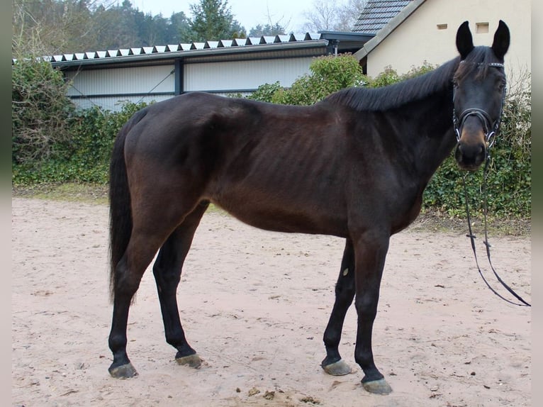 Schweizer Warmblut Wallach 11 Jahre 176 cm Schwarzbrauner in Sonnefeld