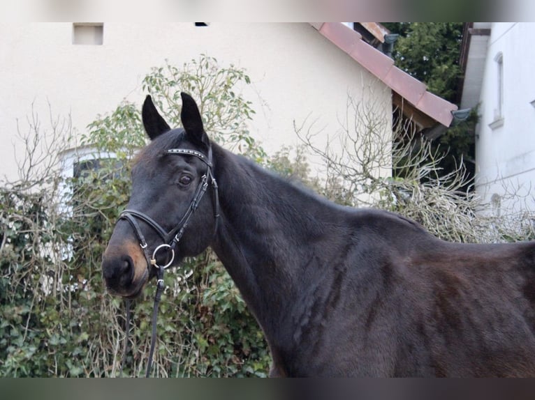 Schweizer Warmblut Wallach 11 Jahre 176 cm Schwarzbrauner in Sonnefeld