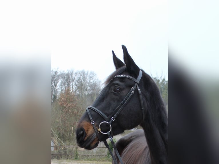 Schweizer Warmblut Wallach 11 Jahre 176 cm Schwarzbrauner in Sonnefeld