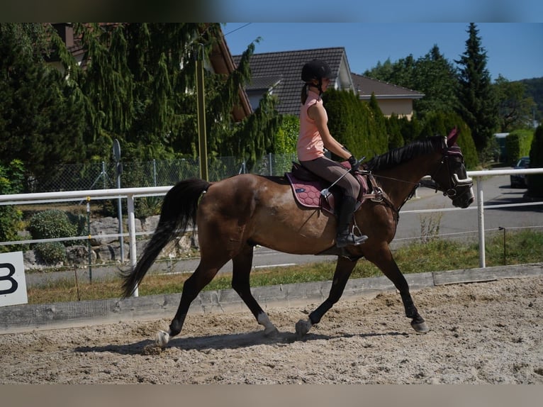 Schweizer Warmblut Wallach 12 Jahre 160 cm Dunkelbrauner in Unterkulm