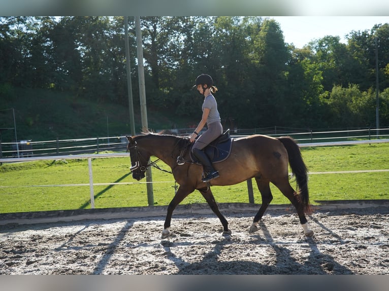 Schweizer Warmblut Wallach 12 Jahre 160 cm Dunkelbrauner in Unterkulm