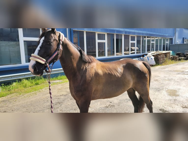 Schweizer Warmblut Wallach 12 Jahre 160 cm Dunkelbrauner in Unterkulm