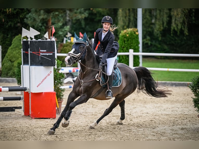 Schweizer Warmblut Wallach 12 Jahre 160 cm Dunkelbrauner in Unterkulm