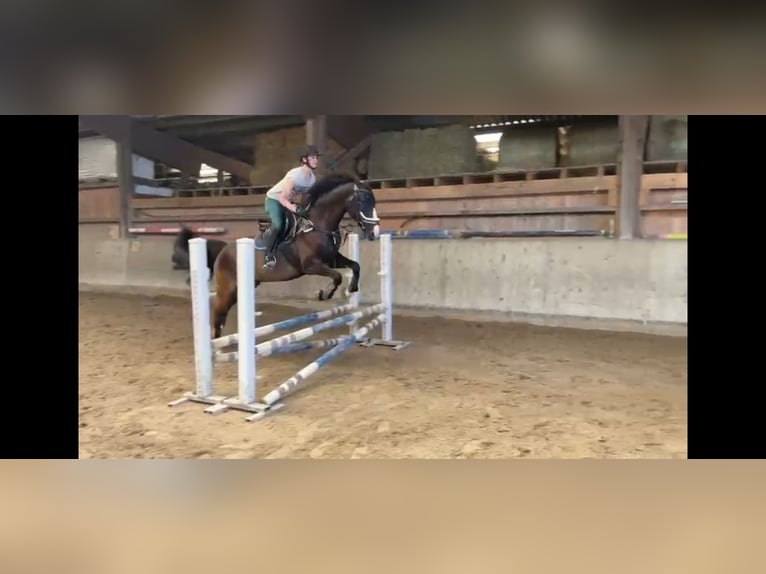 Schweizer Warmblut Wallach 12 Jahre 160 cm Dunkelbrauner in Unterkulm