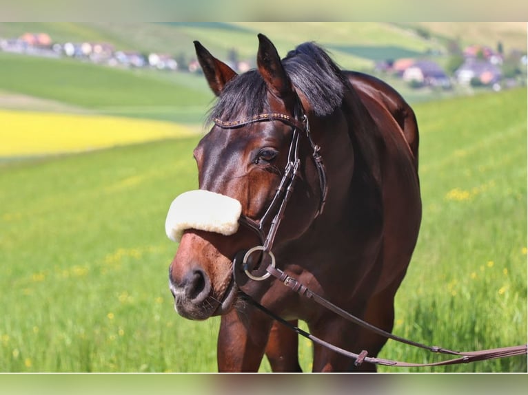 Schweizer Warmblut Wallach 12 Jahre 165 cm Brauner in Belp