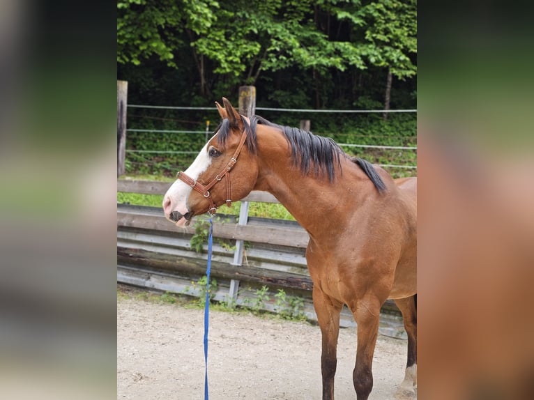 Schweizer Warmblut Wallach 12 Jahre 168 cm Brauner in Erlenbach im Simmental