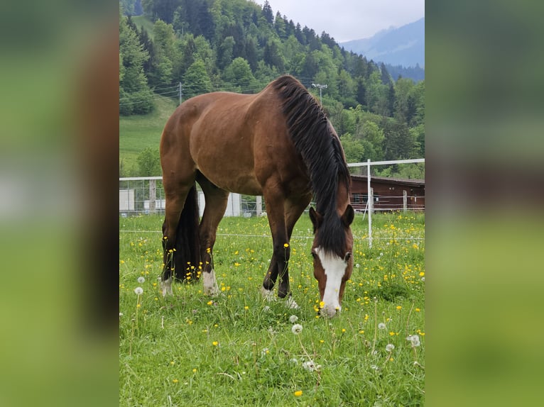 Schweizer Warmblut Wallach 12 Jahre 168 cm Brauner in Erlenbach im Simmental