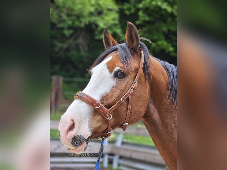 Schweizer Warmblut Wallach 12 Jahre 168 cm Brauner in Erlenbach im Simmental