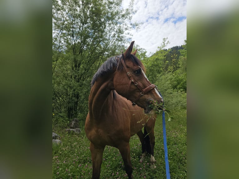 Schweizer Warmblut Wallach 12 Jahre 168 cm Brauner in Erlenbach im Simmental